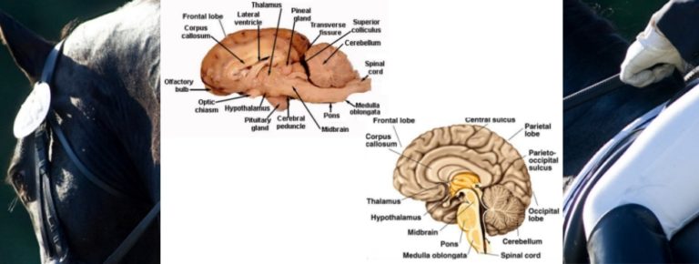 Horse-brain-human-brain-768x290.jpg