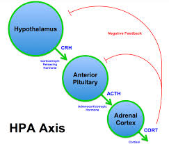 stress axis