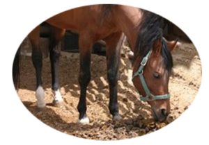 Horse 2 eating manure