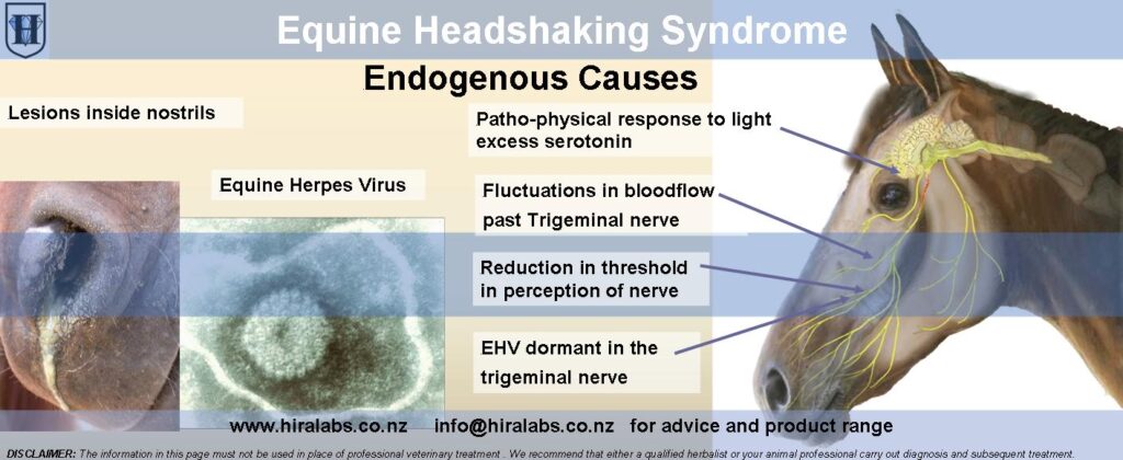 Head shaking Syndrome @ Hira Laboratories