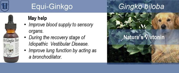 Slider contains description of the use and effects of Ginkgo biloba liquid extract, it also shows the pictures of a dog, ginkgo leaves and a bottle of extract
