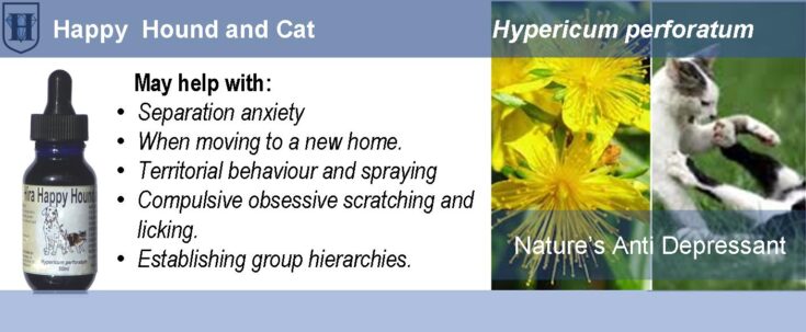 A slider describes the effect and uses of Hypericum perforatum flowers and it also shows two cats fighting, St. John's Wort flowers and a bottle of extract