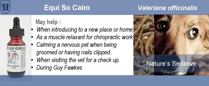 A slider describes the effect and uses of Hypericum perforatum flowers and it also shows two cats fighting, St. John's Wort flowers ad a bottle of extract