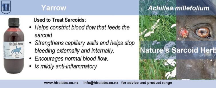 Yarrow helps to relieve indigestion and nausea